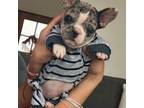 French Bulldog Puppy for sale in Templeton, CA, USA