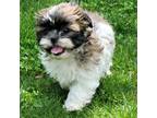 Shih Tzu Puppy for sale in Granger, IN, USA