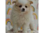 Pomeranian Puppy for sale in Fredericksburg, OH, USA