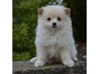 Pomeranian Puppy for sale in Fredericksburg, OH, USA