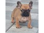 French Bulldog Puppy for sale in North Port, FL, USA