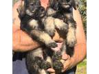 Schnauzer (Giant) Puppy for sale in Saint Joe, AR, USA