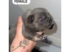 French Bulldog Puppy for sale in Yadkinville, NC, USA
