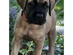 Great Dane Puppy for sale in Olathe, KS, USA