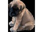 Cavapoo Puppy for sale in Olathe, KS, USA