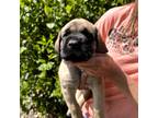 Great Dane Puppy for sale in Olathe, KS, USA