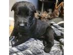Mutt Puppy for sale in Depew, NY, USA