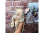 French Bulldog Puppy for sale in Perth Amboy, NJ, USA