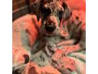 Great Dane Puppy for sale in Cherryville, NC, USA