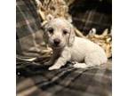 Dachshund Puppy for sale in Riverview, MI, USA
