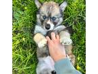 Siberian Husky Puppy for sale in Mc Millan, MI, USA