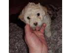 Maltese Puppy for sale in Coalville, UT, USA