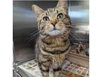 Adopt BENNY Available NOW - ADOPTION or RESCUE! a Domestic Short Hair