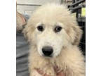 Adopt Dublin a Great Pyrenees