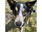 Adopt Eros a Border Collie, Australian Cattle Dog / Blue Heeler
