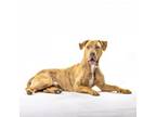 Adopt Ryker a Pit Bull Terrier, Mixed Breed