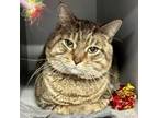 Adopt Hamish a Domestic Short Hair