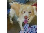 Adopt Noah a Australian Shepherd, Mixed Breed