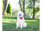 Adopt French Fry a Great Pyrenees