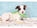 Adopt Bowser a American Staffordshire Terrier, Mixed Breed