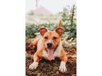 Adopt 73410A Eden a American Staffordshire Terrier, Mixed Breed