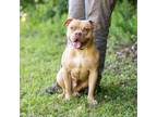 Adopt HAMPTON-28602 a Pit Bull Terrier