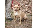 Adopt HAMPTON-28602 a Pit Bull Terrier