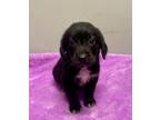 Adopt Argent a Labrador Retriever
