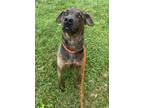 Adopt Cade a Labrador Retriever, Mixed Breed