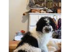 Poodle (Toy) Puppy for sale in Redford, MI, USA