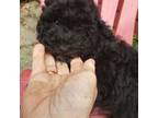 Bichon Frise Puppy for sale in Redford, MI, USA
