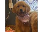 Golden Retriever Puppy for sale in Hodges, SC, USA