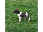German Shorthaired Pointer Puppy for sale in Manchester, IA, USA