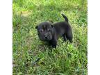 Chinese Shar-Pei Puppy for sale in Dandridge, TN, USA