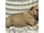 Bulldog Puppy for sale in Kennett, MO, USA