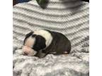 Bulldog Puppy for sale in Kennett, MO, USA