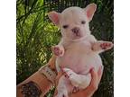 French Bulldog Puppy for sale in Lehigh Acres, FL, USA