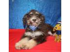 Aussiedoodle Puppy for sale in Jacksonville, FL, USA