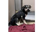 Adopt Taz a Terrier, Australian Kelpie