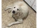 Adopt Cowboy HTX a Great Pyrenees