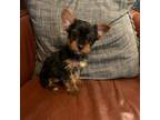 Yorkshire Terrier Puppy for sale in Connersville, IN, USA