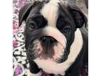 Bulldog Puppy for sale in Moscow Mills, MO, USA