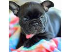 French Bulldog Puppy for sale in Elizabeth, WV, USA