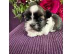 Shih Tzu Puppy for sale in Wichita, KS, USA