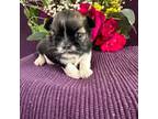 Shih Tzu Puppy for sale in Wichita, KS, USA