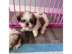 Shih Tzu Puppy for sale in Michigan City, IN, USA