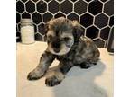 Schnauzer (Miniature) Puppy for sale in Port Republic, NJ, USA
