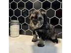 Schnauzer (Miniature) Puppy for sale in Port Republic, NJ, USA