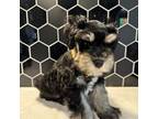 Schnauzer (Miniature) Puppy for sale in Port Republic, NJ, USA