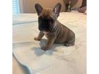 French Bulldog Puppy for sale in Bluffton, SC, USA